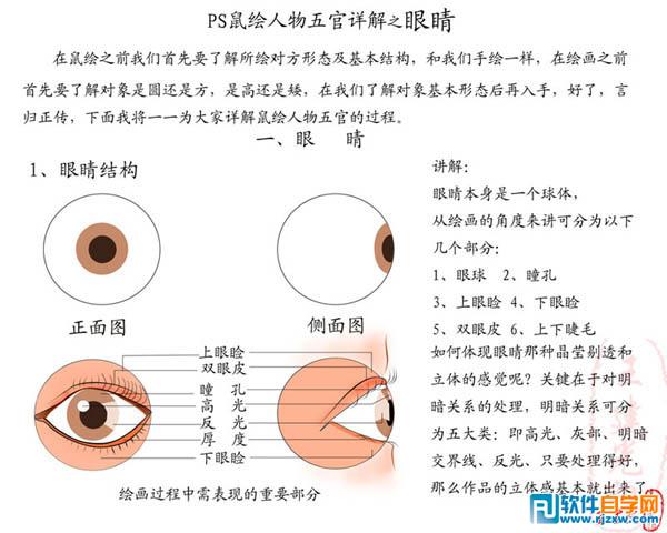 眼睛本身是一个球体,从绘画的角度来讲可分为一下几个部分:眼球,瞳孔