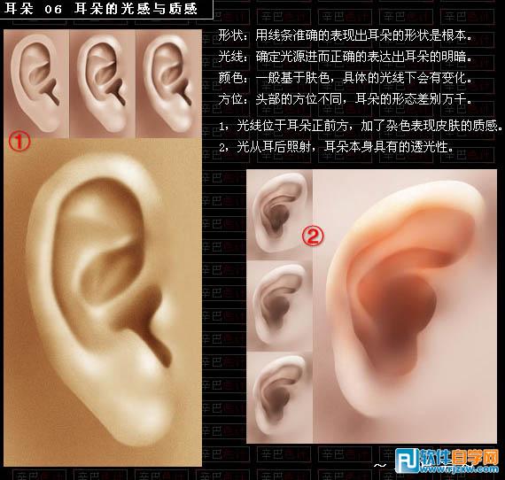 形状:用线条准确的表现出耳朵的形状是根本.